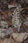 Allegheny spurge